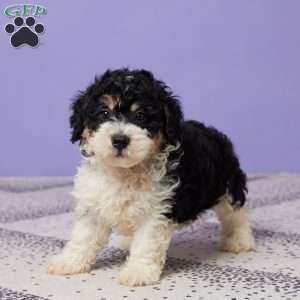 Chase, Miniature Poodle Puppy